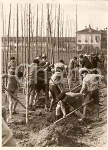 Fotografia d epoca originale 1930 MILANO Ragazzi piantano alberi per la FESTA DEGLI ALBERI Fotografia 1