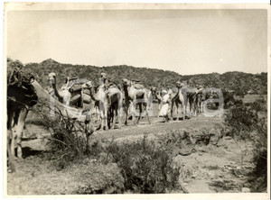 Fotografia d epoca originale 1936 ETIOPIA AOI Carovana cammelli trasportano viveri regione GOGGIAM Fotografia 1