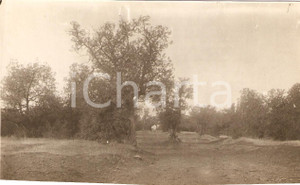 Fotografia d epoca originale 1930 circa CIRENE LIBIA I boschi in territorio HASA 1