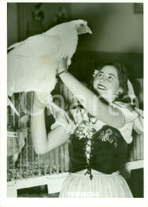Fotografia d epoca originale 1939 ROMA Gallina vincitrice Mostra Avicola al CIRCO MASSIMO Fotografia 1
