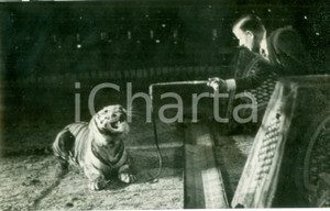 Fotografia d epoca originale 1941 BERLIN Il domatore stuzzica la tigre al CIRCO con il frustino Fotografia 1