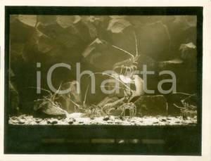Fotografia d epoca originale 1925 LONDON Gamberi nell acquario allo zoo Vera fotografia 1