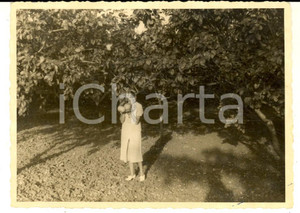 Fotografia d epoca originale 1937 AOI GENALE SOMALIA Giovane italiana tra i pompelmi Foto 11x8 1
