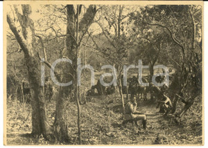 Fotografia d epoca originale 1940 ca AFRICA ORIENTALE ITALIANA Truppe coloniali nella boscaglia Foto 18x13 1