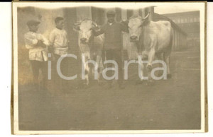 Fotografia d epoca originale 1940 ca TRENTINO ? Allevatore con coppia di buoi Foto VINTAGE 9x6 1