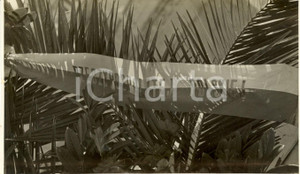 Fotografia d epoca originale 1936 ROMA Corona d alloro deposta da delegazione POLONIA a tomba Milite Ignoto 1