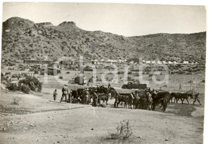 Fotografia d epoca originale 1935 DECAMERE  ERITREA Guerra ITALOETIOPICA Abbeveramento muli italiani Foto 1