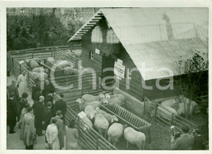 Fotografia d epoca originale 1938 TORINO Maria JosÃ© di SAVOIA visita gregge sperimentale ALLAMANDI Autarchia 1