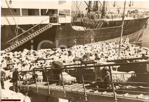 Fotografia d epoca originale 1936 TRIPOLI Bestiame salvato dalla siccitÃ  REAL PHOTO 1