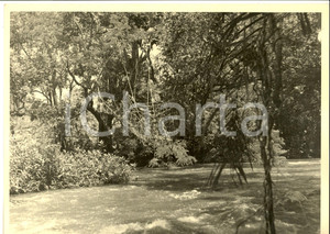 Fotografia d epoca originale 1960 ca GABON Fiume nella foresta equatoriale con abitante Foto ARTISTICA 30x24 1