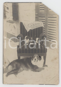 Fotografia d epoca originale 1900 ca COSTUME ITALIA Cucciolata di cani con la madre  Foto DANNEGGIATA 10x15 1