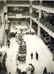 Fotografia d epoca originale 1953 OLYMPIA LONDON  Dairy Show  Exhibition of Britain s finest cattle Photo 1