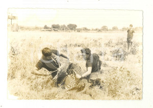 Fotografia d epoca originale 1965 ca MOZAMBICO CACCIA  Uccisione di un ghepardo  Fotografia 12x8 cm 1