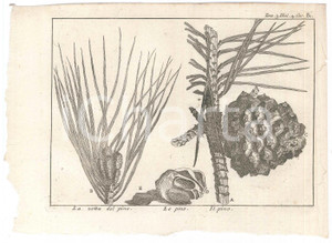 Stampa, bozzetto originale 1767 ? LO SPETTACOLO DELLA NATURA  La vetta del pino  Le pine Stampa 1