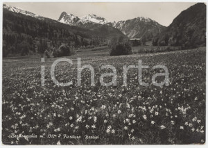 Cartolina originale da collezione 1954 BARDONECCHIA TO Fioritura di Narcisi e Alpi Cozie  Cartolina FG VG 1