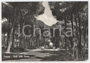 Cartolina originale da collezione 1964 FREGENE RM Viale della Pineta  Cartolina ANIMATA FG VG 1