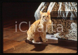 35mm vintage slide* 1997 CINEMA TV Series "EARLY EDITION" PANTHER (1)