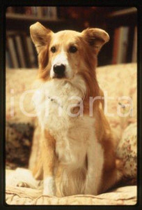 35mm vintage slide* 1997 CINEMA TV Series "MAD ABOUT YOU" MAUI as MURRAY (1)