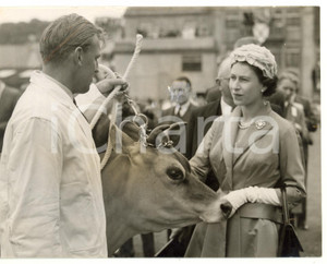 1957 SPRINGFIELD Royal Jersey Agricultural Society - ELIZABETH II with a cow Fotografia d'epoca, con didascalia coeva al verso. CONDIZIONI: POOR (residuo cartaceo; piccole piegature diffuse; piegature all'angolo superiore sinistro; strappo millimetrico al margine superiore; lieve alone al centro)FORMATO: 20x15 cm    originale e autentica 1