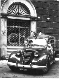 1955 GENOVA Gatti randagi giocano su FIAT 500 TOPOLINO *Foto 18x24 cm Fotografia d'epoca.  CONDIZIONI: POOR (piegatura verticale; piccole piegature ai margini) CONDIZIONI: 18x24 cm    originale e autentica 1