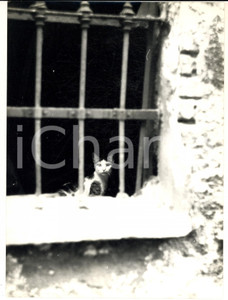 1960 ca MILANO SPARITA Via SCALDASOLE Gatto in una casa diroccata (2) *Foto