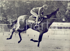 1960 FRANCE IPPICA Cavallo CHARLOTTESVILLE dell' Aga Khan in allenamento *Foto