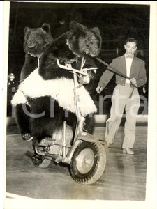 1954 LONDON BERTRAM MILLS CIRCUS Bears riding a motor scooter - Photo 15x20 