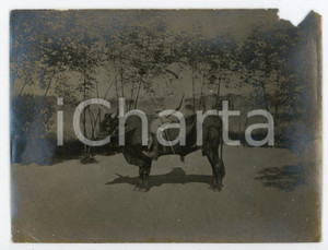 1909 CONGO BELGE Belge chevauchant un taureau - Photo 12x9 cm Fotografia d'epoca. VERY POOR/gravemente danneggiato Lievi smussature agli angoli, estesa mancanza al margine superiore Formato: 12x9 originale e autentica 1