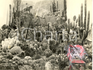 Fotografia d'epoca originale 1932 SANREMO IM Cactus a Mostra Nazionale GIARDINAGGIO 1