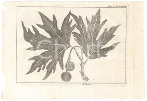 Stampa, bozzetto originale 1767 ? Pluche LO SPETTACOLO DELLA NATURA  Il platano Stampa tomo 3 1