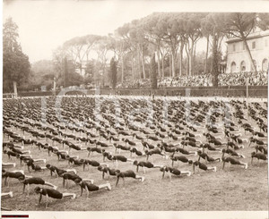 Fotografia d epoca originale 1932 ROMA Saggio ginnico Giovani Fascisti per Anniversario FASCI COMBATTIMENTO 1