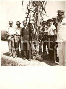 Fotografia d epoca originale 1939 AREA LOMBARDA Agricoltori e ufficiali PNF in campo di mais Foto CRIMELLA 1