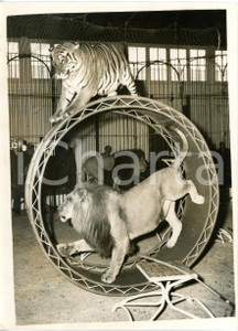 1955 ASCOT Bertram Mills Circus - Lions and tigers during the training *Photo