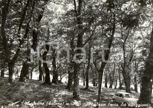 Cartolina originale da collezione 1967 ACERNO (SA) FIAT 600 nel bosco *Cartolina postale ANIMATA FG VG 1