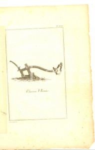 Stampa, bozzetto originale 1800 ca VOYAGE DANS L INTERIEUR DE LA CHINE Charrue chinoise Gravure TARDIEU 1