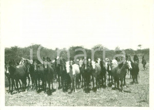 Fotografia d epoca originale 1938 YABELO ETIOPIA AOI Mandria di bovini a DUBLOCK Fotografia 1