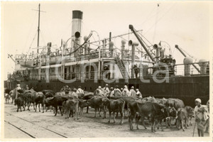 Fotografia d epoca originale 1936 LIBIA Bovini attendono imbarco su piroscafo per fuggire siccitÃ  Fotografia 1