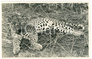 1930 ca CONGO BELGE - FAUNE - LÃ©opard - Photo L. GABRIEL nÂ° 135 Fotografia originale d'epoca, con timbro del fotografo al verso.FOTOGRAFO: L&eacute;opold Gabriel - Panda - Katanga  GOOD/buono  Formato: 14x9 cm originale e autentica 1