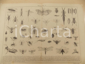 Stampa, bozzetto originale 1900 ca LEXICON VALLARDI Enciclopedia Universale  Insetti I Tavola ILLUSTRATA 1