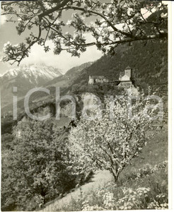 Fotografia d epoca originale 1939 MERANO BZ Veduta della valle con alberi in fiore Fotografia 1