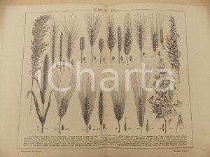 Stampa, bozzetto originale 1900 ca LEXICON VALLARDI Enciclopedia Universale  Varie specie di grani Tavola 1