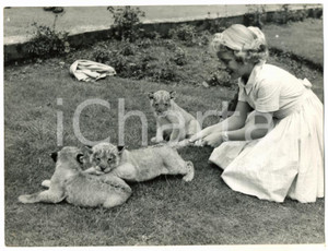 1959 GLASGOW ZOO Girl catching a lion cub by the tail *Photo 20x15 cm