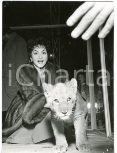 1956 MILANO Zoo di Angelo LOMBARDI - Gina LOLLOBRIGIDA con un cucciolo di leone
