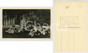 1930 ca C. ZAGOURSKI «L'Afrique qui disparaît» Crânes des éléphants *Postcard  Fotocartolina postale d'epoca, appartenente alla serie &laquo;L'Afrique qui dispara&icirc;t&raquo; del fotografo Casimir Zagourski (L&eacute;opoldville), non viaggiata.Al verso timbro "Henri Nicaise Photographe - Namur".  CONDIZIONI: FAIR FORMATO: 9x14 cm    originale e autentica 1