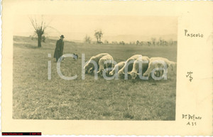 Cartolina originale da collezione 1932 PECORE AL PASCOLO Cartolina DR. DEFNER animata 1