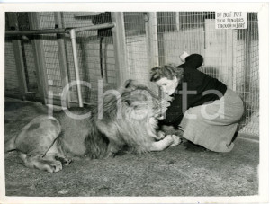 1956 SOUTHPORT Children's Zoo - Helena FARRAR playing with Rajah the lion *Photo