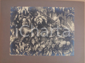 Fotografia d'epoca originale 1940 ca SANTENA (TO) Coltivazione pesche a spalliera *Foto ed. Guido COMETTO 1