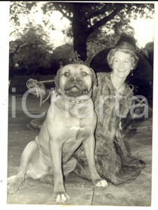 Fotografia d epoca originale 1962 PARIS Dany BEUFF e il bullmastiff Gold al gala LA BELLE ET LA BETE Foto 1