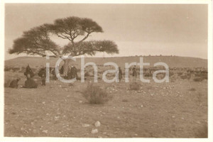Fotografia d'epoca originale 1935 ca BIR ZIDAN (LIBIA) Beduini riposano sotto un'acacia *Fotografia 1