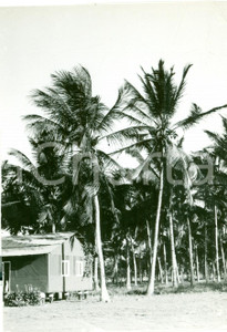 Fotografia d epoca originale 1939 GENALE SOMALIA Una piantagione di cocchi Fotografia 1